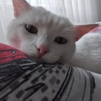 Van Kedisi, Kedi  Minik fotoğrafı