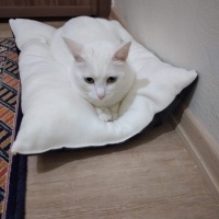 Van Kedisi, Kedi  Minik fotoğrafı
