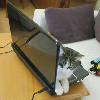 Tekir Kedi, Kedi  Hobbit fotoğrafı