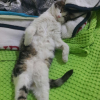 Tekir Kedi, Kedi  Hobbit fotoğrafı