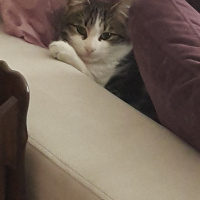 Tekir Kedi, Kedi  Hobbit fotoğrafı