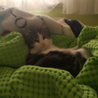 Tekir Kedi, Kedi  Hobbit fotoğrafı