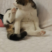 Tekir Kedi, Kedi  Hobbit fotoğrafı