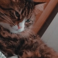 Norwegian Forest, Kedi  Püskül fotoğrafı