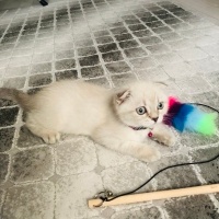 Scottish Fold, Kedi  Mia fotoğrafı