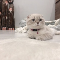 Scottish Fold, Kedi  Mia fotoğrafı