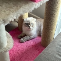 Scottish Fold, Kedi  Mia fotoğrafı