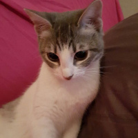 Tekir Kedi, Kedi  mırtık fotoğrafı