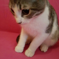 Tekir Kedi, Kedi  mırtık fotoğrafı