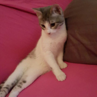 Tekir Kedi, Kedi  mırtık fotoğrafı