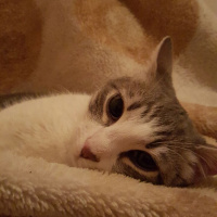 Tekir Kedi, Kedi  mırtık fotoğrafı