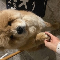 Chow Chow (çin Aslanı), Köpek  Lionell fotoğrafı