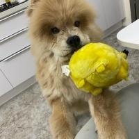 Chow Chow (çin Aslanı), Köpek  Lionell fotoğrafı