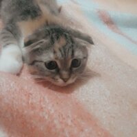 Scottish Fold, Kedi  Suffle fotoğrafı