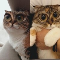 Scottish Fold, Kedi  Suffle fotoğrafı