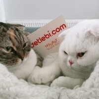 Scottish Fold, Kedi  Suffle fotoğrafı