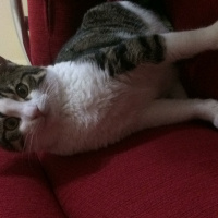 Tekir Kedi, Kedi  Topaç fotoğrafı