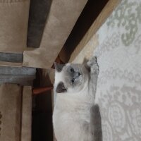 British Longhair, Kedi  Mavi fotoğrafı