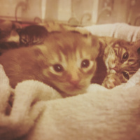 Tekir Kedi, Kedi  Şirin fotoğrafı