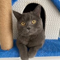 British Shorthair, Kedi  Duman fotoğrafı