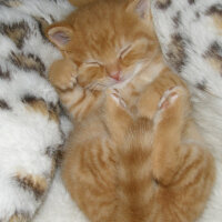 British Shorthair, Kedi  ciklet fotoğrafı