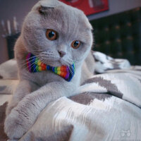 British Shorthair, Kedi  ciklet fotoğrafı