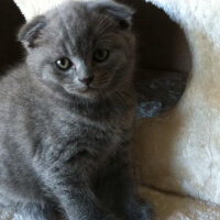 British Shorthair, Kedi  ciklet fotoğrafı