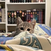Tekir Kedi, Kedi  Bade fotoğrafı