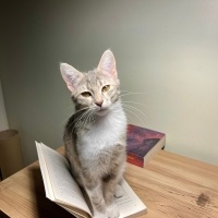 Tekir Kedi, Kedi  Bade fotoğrafı
