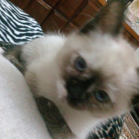Himalayan, Kedi  Latte fotoğrafı