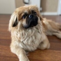 Pekingese, Köpek  Venom fotoğrafı