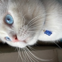 British Shorthair, Kedi  Bulut fotoğrafı