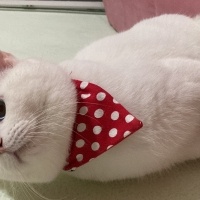 British Shorthair, Kedi  Bulut fotoğrafı