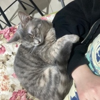 Bengal, Kedi  Efsun fotoğrafı
