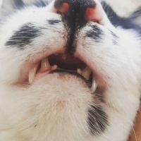 Tekir Kedi, Kedi  Osman fotoğrafı