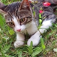 Tekir Kedi, Kedi  boncuk fotoğrafı