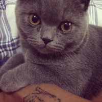 Scottish Fold, Kedi  Riley fotoğrafı