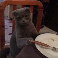 Scottish Fold, Kedi  Riley fotoğrafı