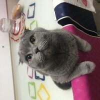 Scottish Fold, Kedi  Malibu fotoğrafı