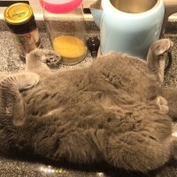 Scottish Fold, Kedi  Malibu fotoğrafı