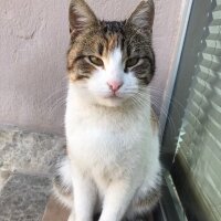 Scottish Fold, Kedi  Malibu fotoğrafı