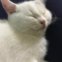 British Shorthair, Kedi  Sütlaç fotoğrafı