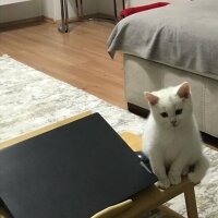 British Shorthair, Kedi  Sütlaç fotoğrafı