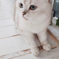 British Shorthair, Kedi  Maya fotoğrafı