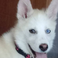 Sibirya Kurdu (Husky), Köpek  Athena fotoğrafı