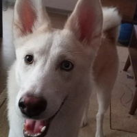 Sibirya Kurdu (Husky), Köpek  Athena fotoğrafı