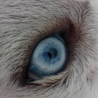 Sibirya Kurdu (Husky), Köpek  Athena fotoğrafı