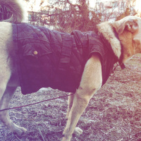 Kangal, Köpek  Jess  fotoğrafı