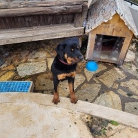 Rottweiler, Köpek  Artemis sevgi dolu bir yuva arıyor !!❤ fotoğrafı