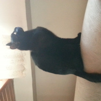 Tekir Kedi, Kedi  Muzo fotoğrafı